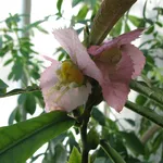 fiore Dalechampia