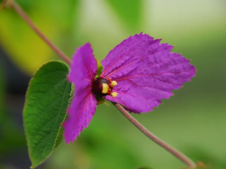 infiorescenza Dalechampia