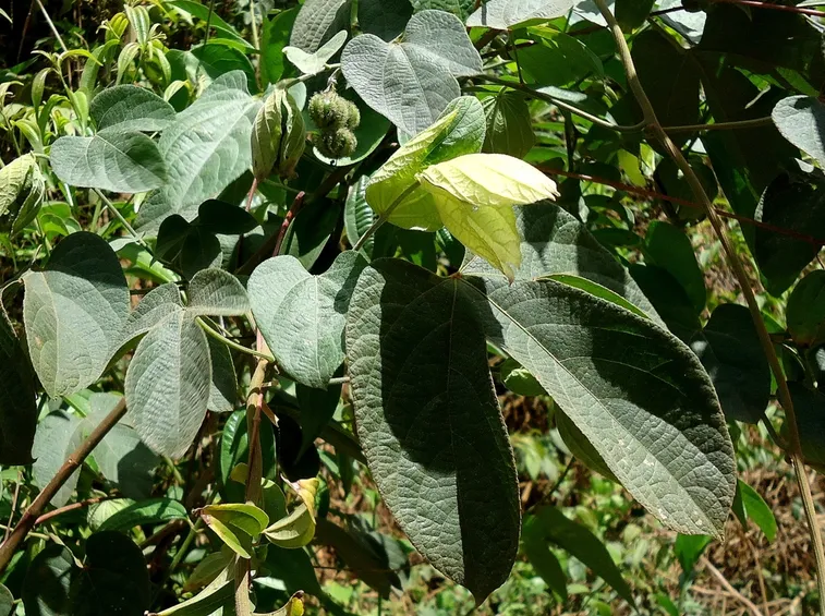 Dalechampia