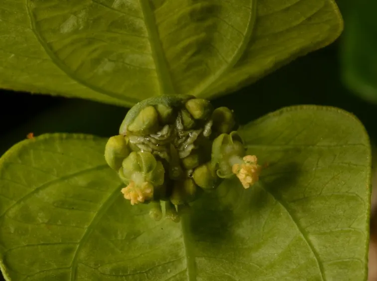 Dalechampia