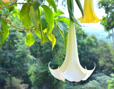 Datura fiore