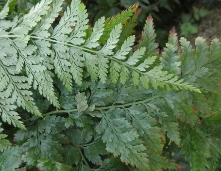 davallia canariensis