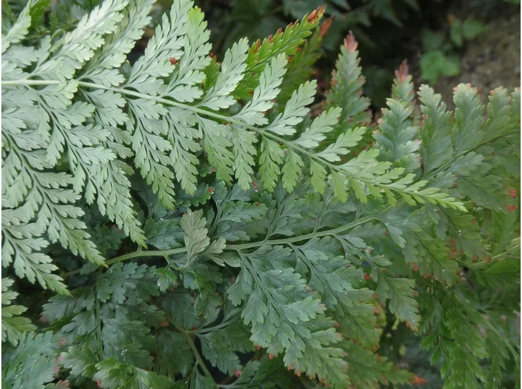 davallia canariensis
