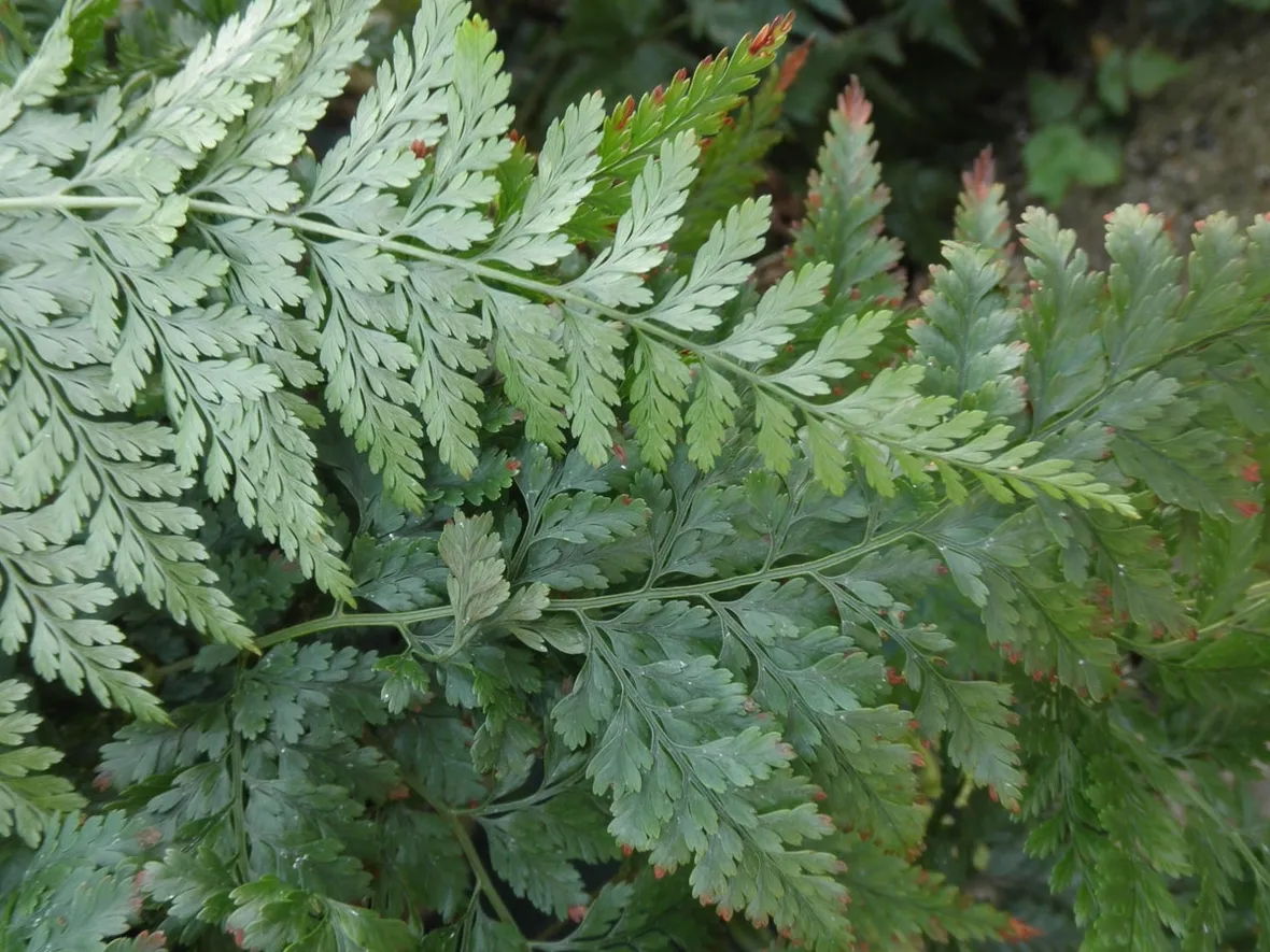 davallia canariensis