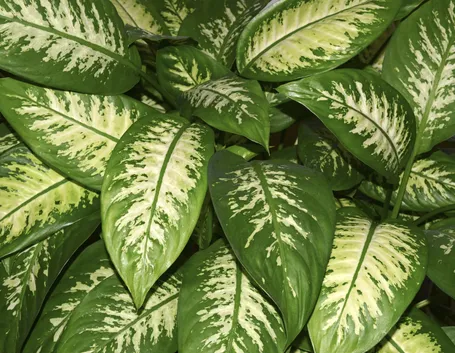 Dieffenbachia