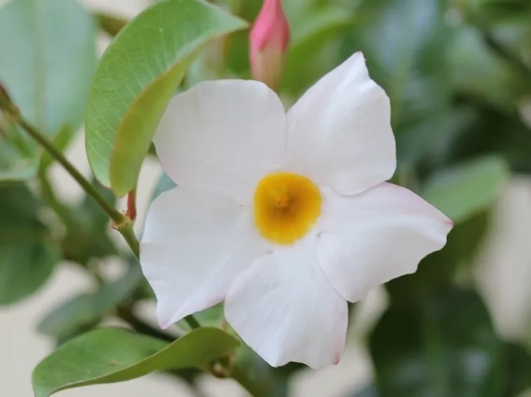 mandevilla splendens fiori