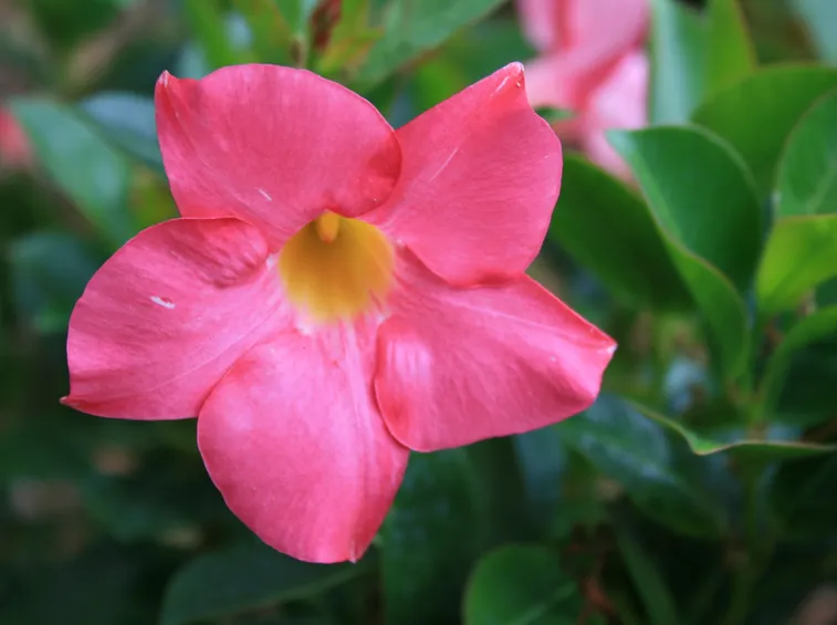 fiori Mandevilla splendens