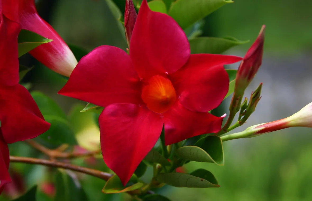 Mandevilla splendens
