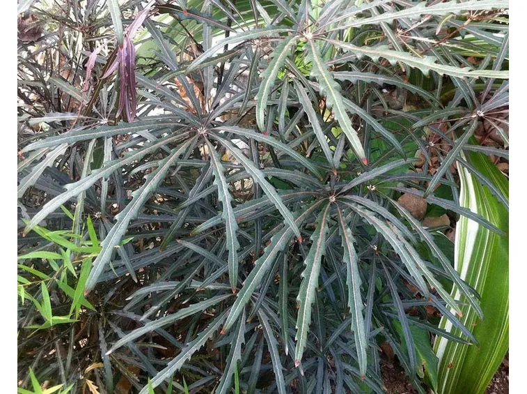 Dizygotheca elegantissima