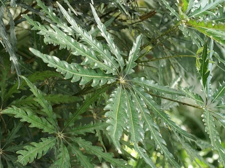 aralia