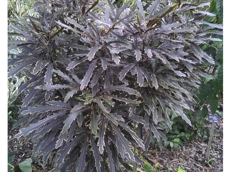 pianta di aralia elegantissima