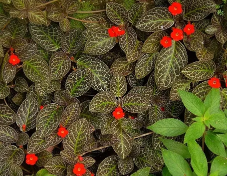 episcia