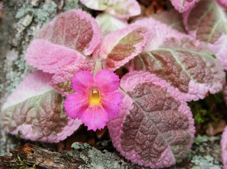 episcia rosa
