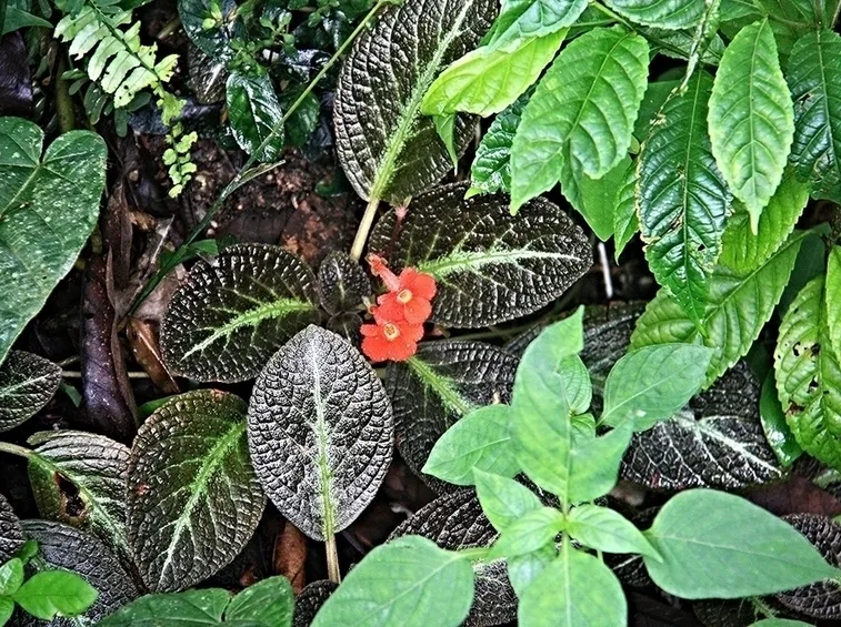 episcia fiori
