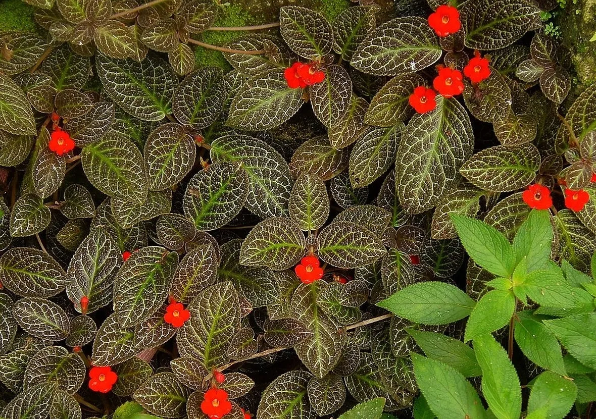 episcia