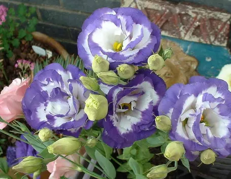 Eustoma grandiflorum