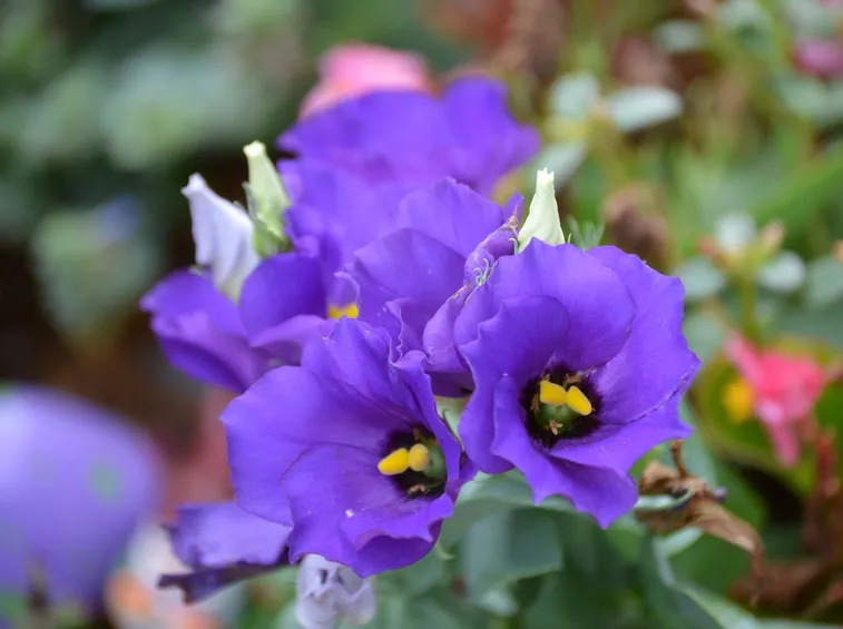 fiori Esutoma