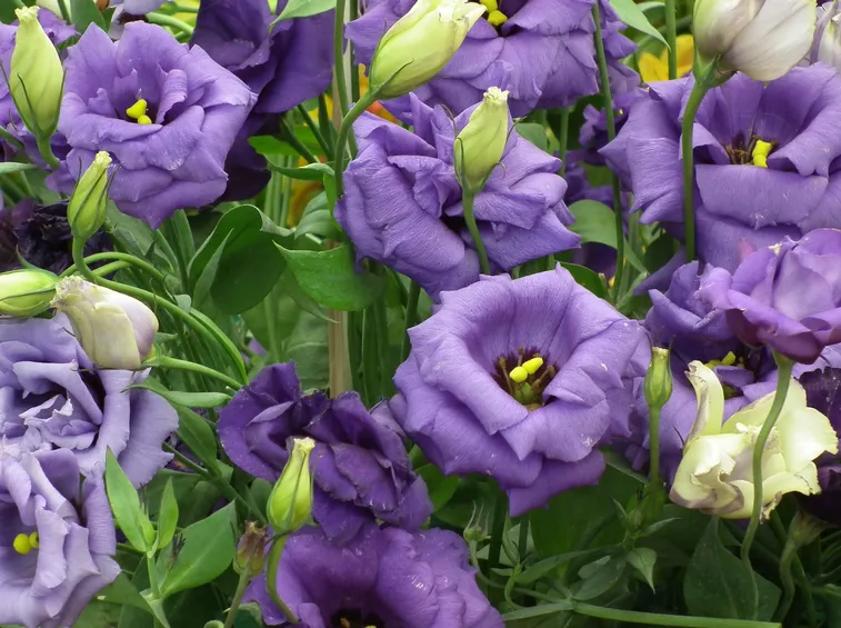 lisianthus