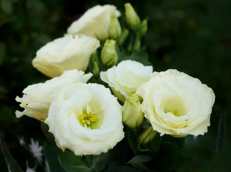 fiori lisianthus