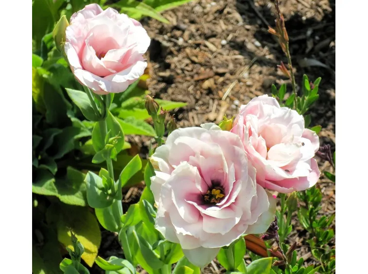eustoma fiori