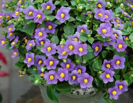 Exacum affine