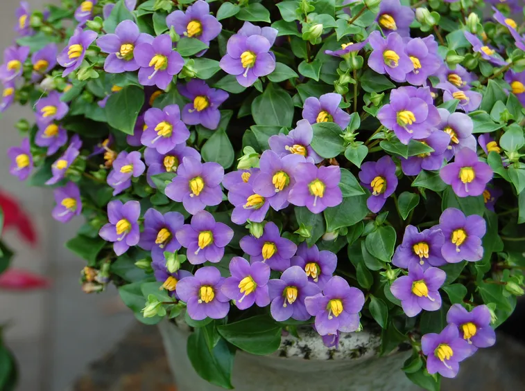 Exacum affine