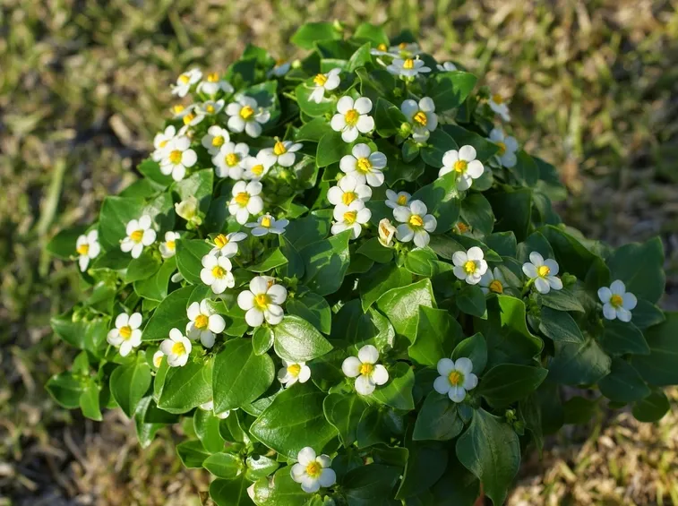 exacum affine pianta