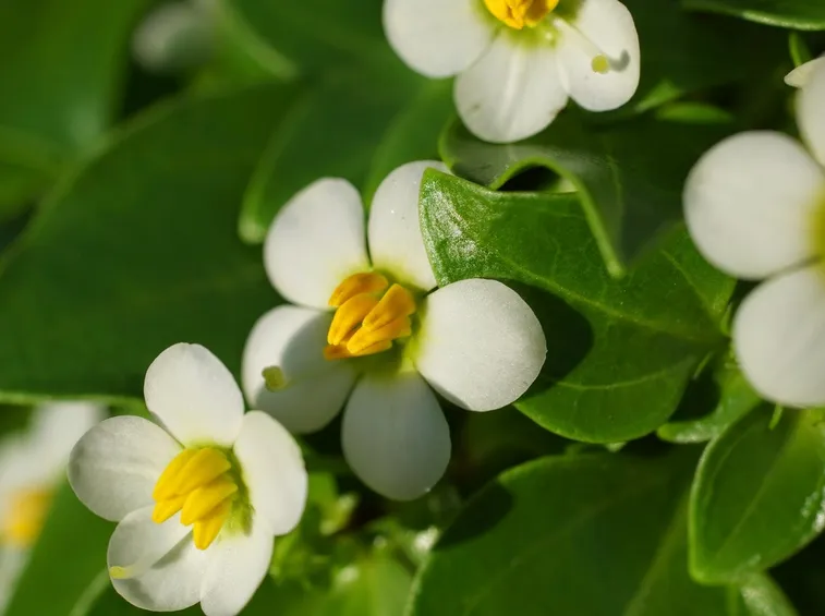 fiori exacum