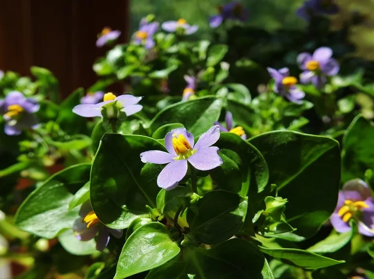 exacum fiori