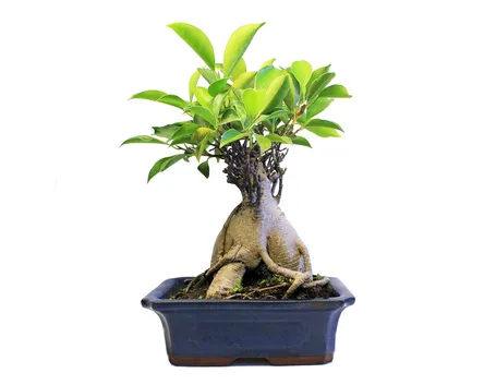 ficus