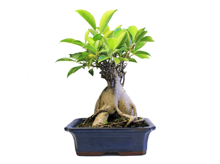 ficus