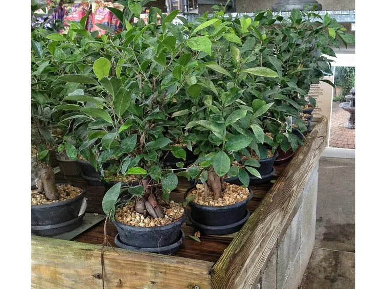 ficus microcarpa