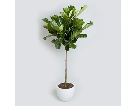 ficus