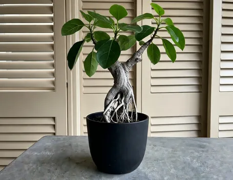 Ficus australis