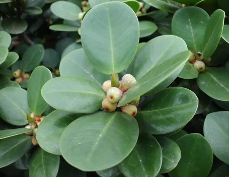 Ficus deltoidea 