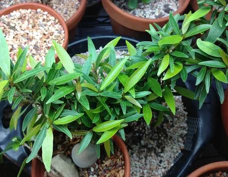 Ficus neriifolia