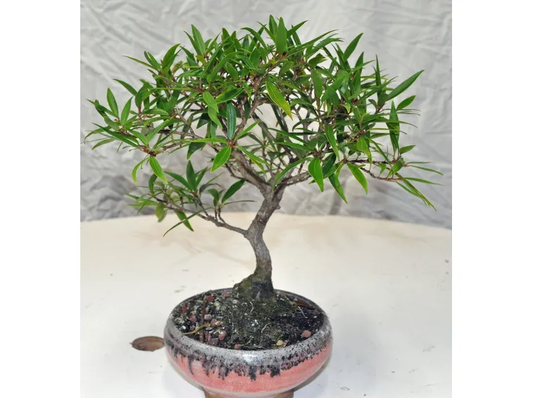 ficus