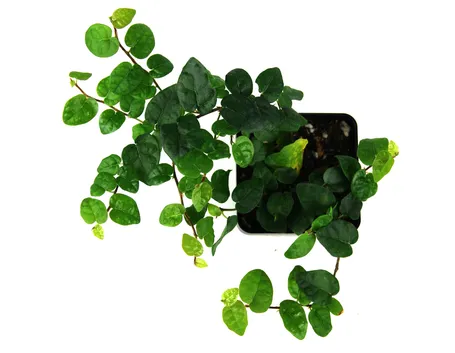 ficus
