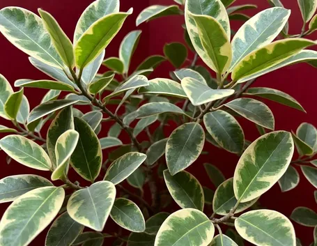 Ficus Benjamina