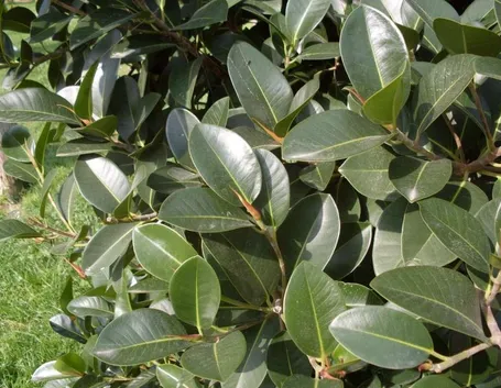 Ficus elastica 