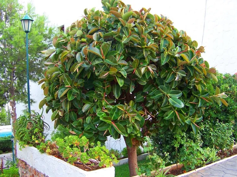 Ficus elastica pianta