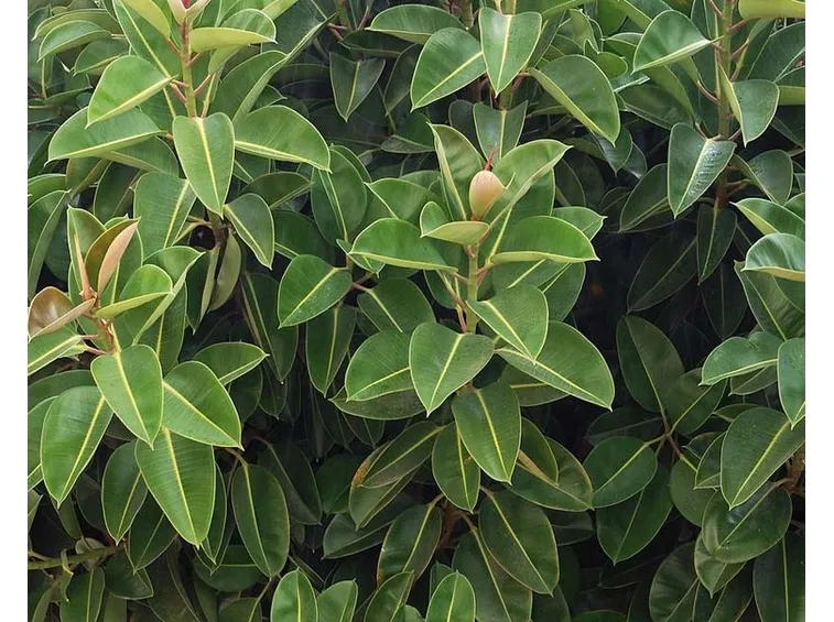 pianta ficus elastica