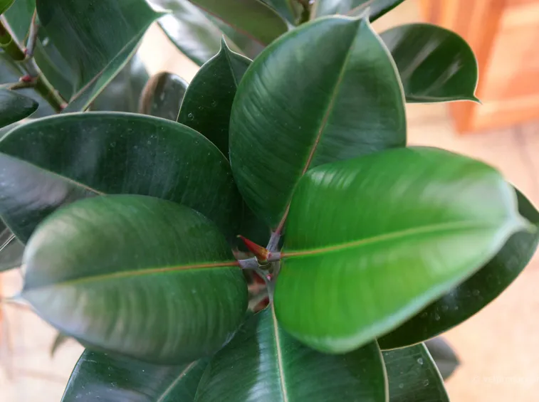 foglie ficus elastica