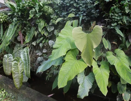 Philodendron melanocrysum