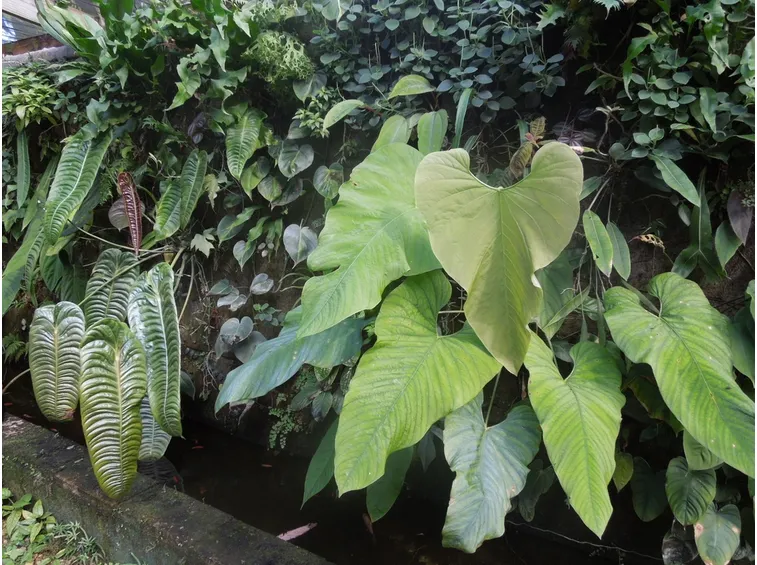 Philodendron melanocrysum