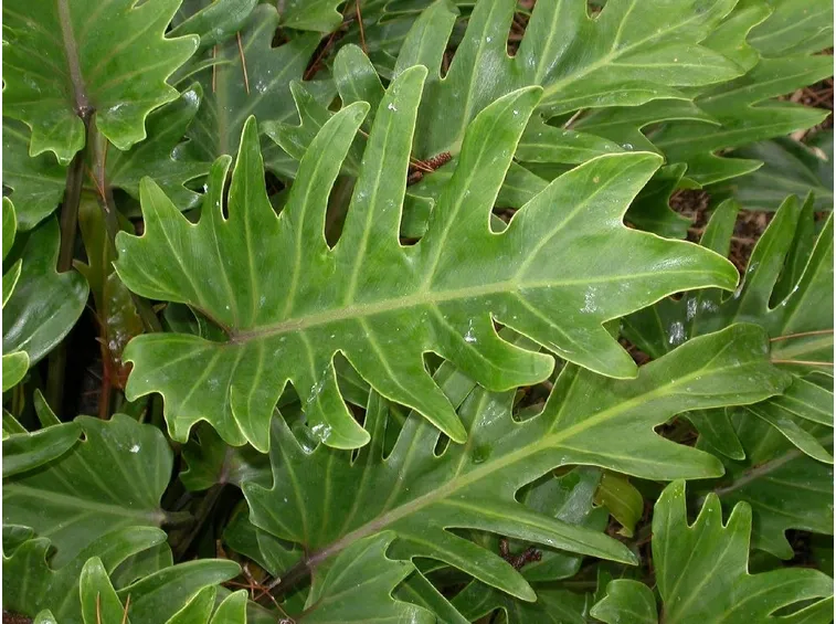 Philodendron bipinnatifidum