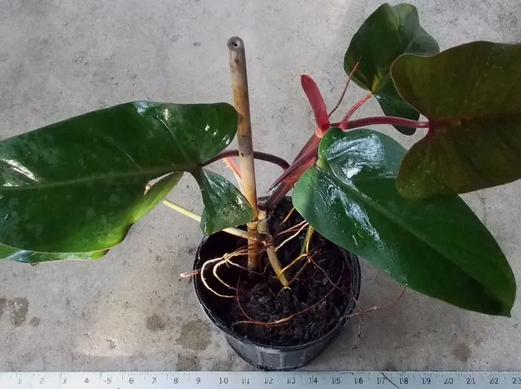 Philodendron erubescens Red Emerald