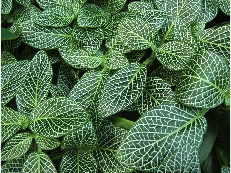 Fittonia  verschaffeltii