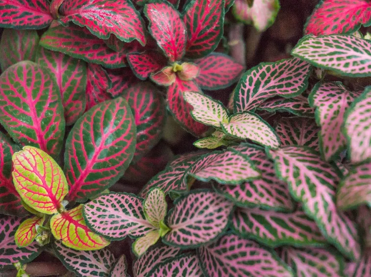 Fittonia  