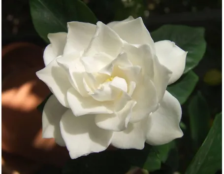 Gardenia 